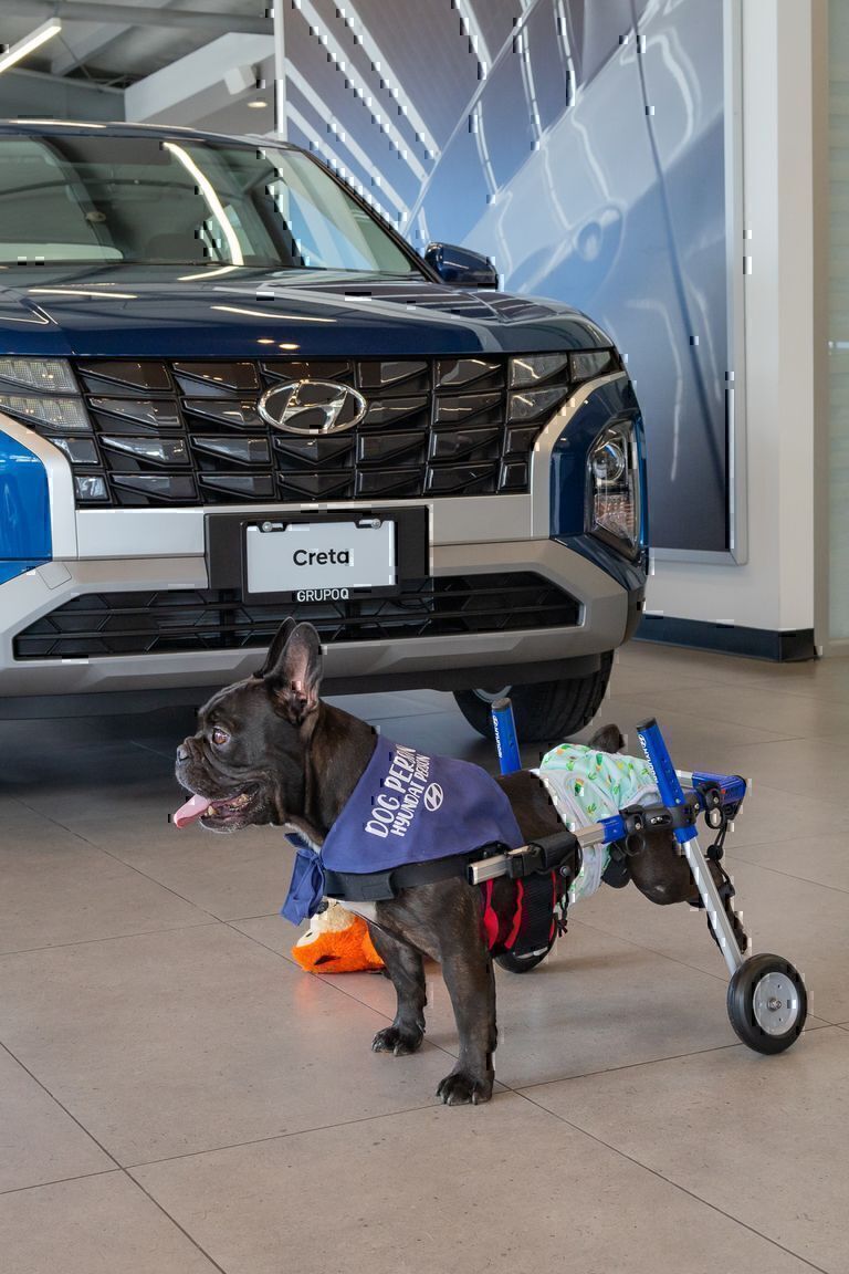 Hyundai regala libertad y movilidad a Cooper en Navidad