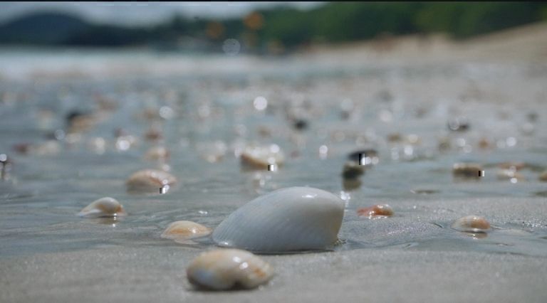 FIFCO y su marca Imperial presentan el documental “De Vuelta a Casa”: un llamado a restaurar los ecosistemas marinos de Costa Rica