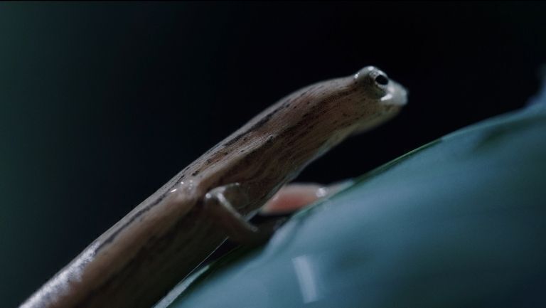 Producción costarricense sobre biodiversidad destacó en el Festival Santiago Wild en Chile por su poderosa narrativa visual