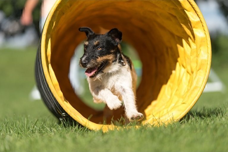 Celebrá junto a tu mascota el Día Mundial del Perro