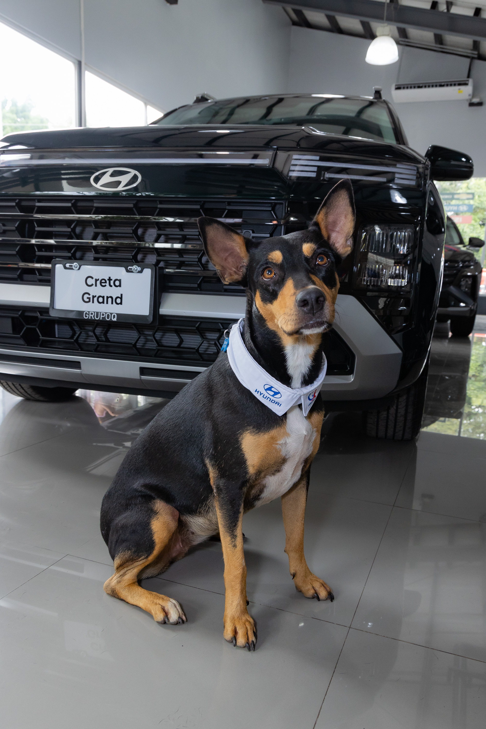 Conozcan a La Negra, la zaguatita que trabaja en Hyundai Liberia