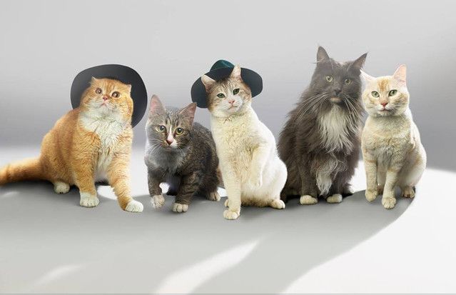 Conoce al grupo SHINyan, el primer grupo japonés de K-Pop formado por gatos
